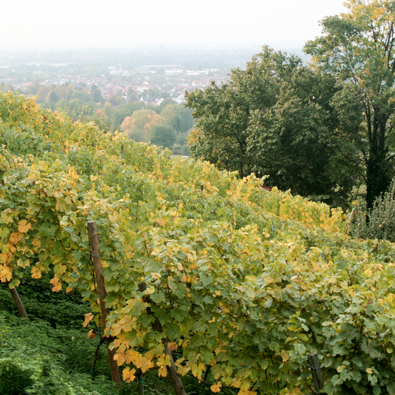 Unsere Weine werden naturnah an- und  ausgebaut – mit viel Fingerspitzengefühl und Gedankenarbeit. Die Öko-Zertifizierung ist beantragt (DE-ÖKO-22). 